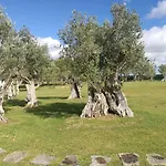 Oliveiras Sintra