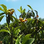 Oliveiras * Sintra