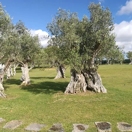 Oliveiras Sintra