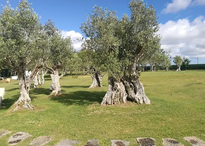 Oliveiras Sintra